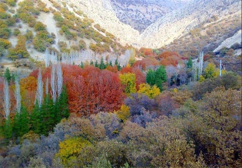 علی تامرادی دورش بگردم