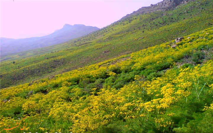 خسرو جریده نسب بندیر