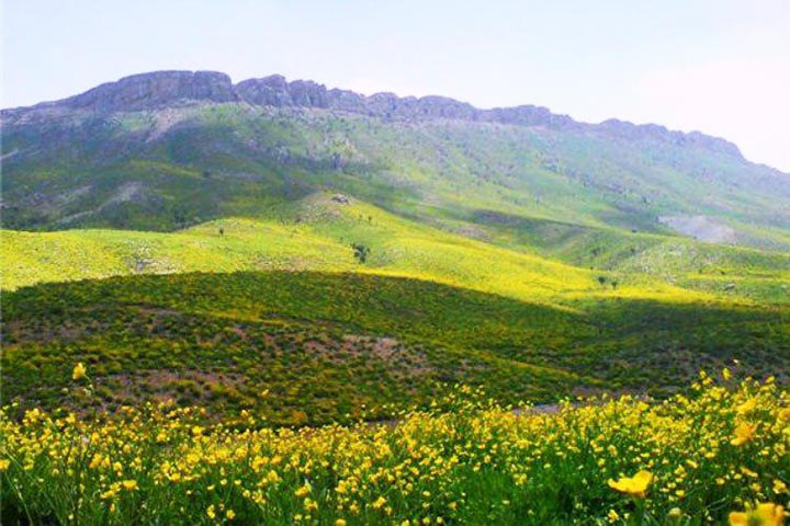 رضا کرد زنگنه گل سهر