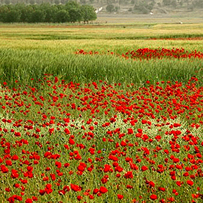 تری کرنرد باند چه کنم