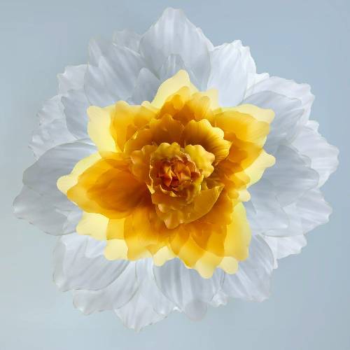 دانلود آهنگ گنجیشککای بی نامو نشون پرنده های بی هم زبون