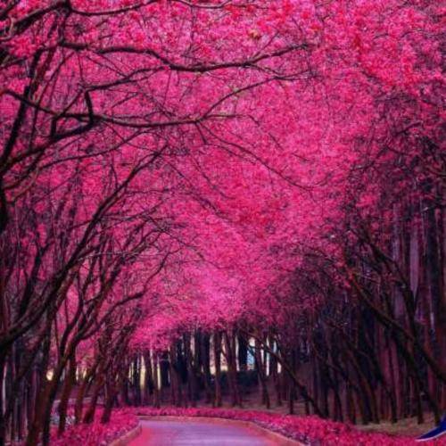 دانلود آهنگ دلت تنگ نمیشه سوفیا