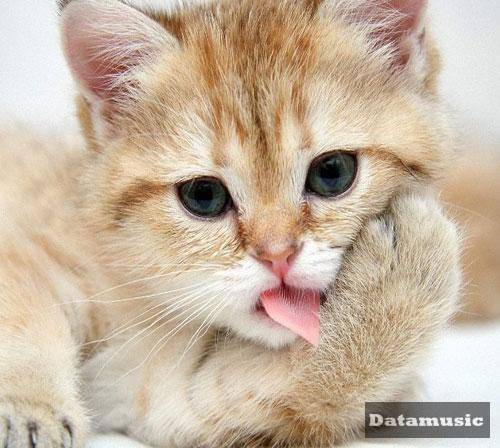 دانلود آهنگ دلم نمیگیره با تو کسی نمیگیره جاتو امیر شایان