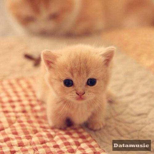 دانلود آهنگ پر میزنه دلم واسه تو عشقم واسه هر شب دیدنت مجید رضوی