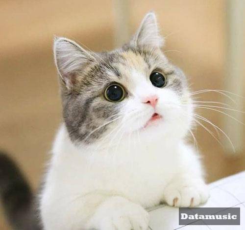 دانلود آهنگ الحق چشات عجب چشائیه این قشنگیا یه جور بیماریه حسین شیرزادیان