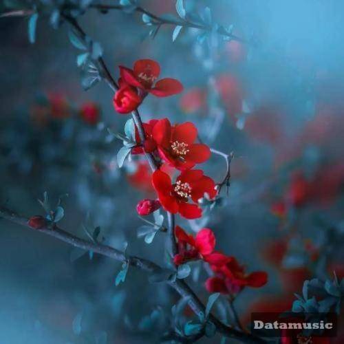 دانلود آهنگ دستاته کم دارم رضا حسینی