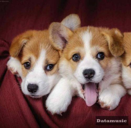 دانلود آهنگ میدونستم میزنه دلتو خوبیه زیاد میدونستم به هر آدمی خوبی نمیاد امیر خلوت