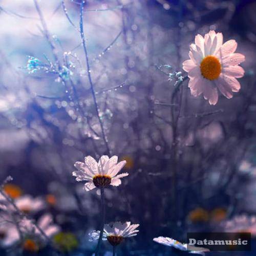 دانلود آهنگ هم سلولی داوود یونسی