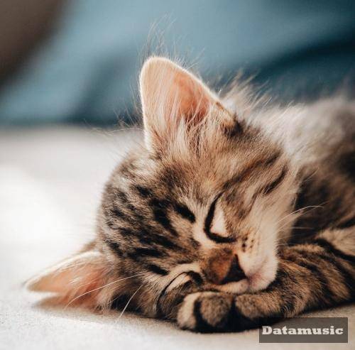 دانلود آهنگ تورو دیدم انگار دلم لرزید و واسه اولین بار از ته دل خندیدو اشوان