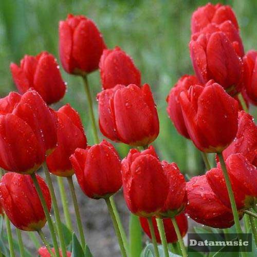 دانلود آهنگ از خون جوانان وطن لاله دمیده از ماتم سرو قدشان شجریان