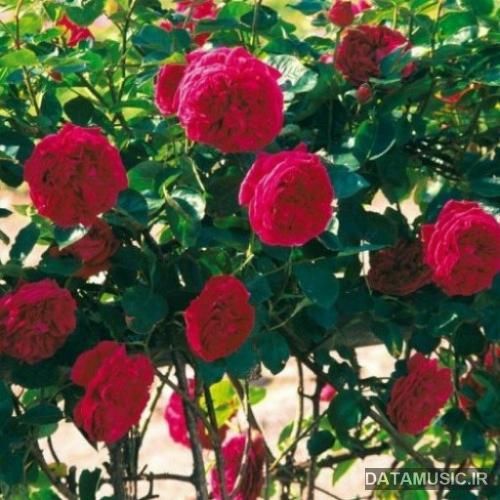 دانلود آهنگ  نقطه امن من شونه هاته 