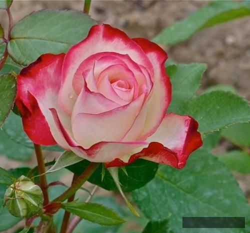 دانلود آهنگ  ایرادی نی برو جلو ادمت کردم خودم تورو 