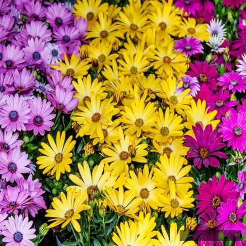 دانلود آهنگ من همونم که باهام بده یه ایران من همونم دلم تنگ رفیقام پویان جی سی و فیزر و کاما