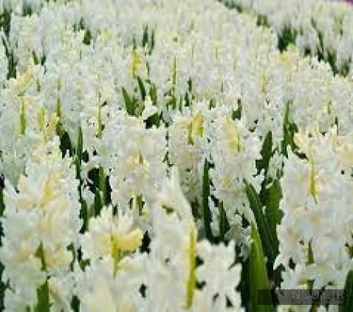 دانلود آهنگ هنوز همونجام که واسه اولین بار دیدیم همو فیزر و کاما