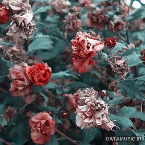 دانلود آهنگ  خواستم وحشی باشم سواری ندم به بقیه زندگیم فراتر بره از مرثیه و لطیفه بهرام