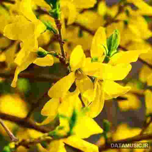 دانلود آهنگ  موزیک چی داره که هی میری پاش کامل 