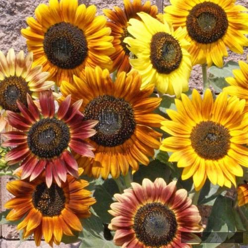 دانلود آهنگ شدی واسم یادش بخیر واسم مهم نیست حال دلت علیرضا جی جی و شایان اشراقی