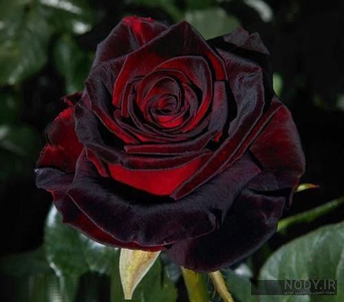 دانلود آهنگ امشب توو دلم جنگه از بس که دلم تنگه بیبی چرا دلت از سنگه میلی بی