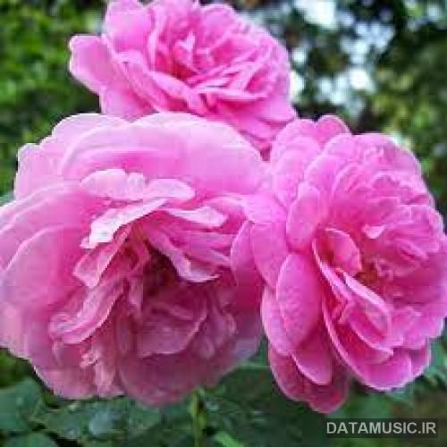 دانلود آهنگ اتاق بغلی یه دخترس خوشگل