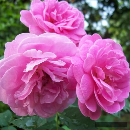 دانلود آهنگ غنچه ها سفیدن و هدف ها بزرگ دیگه نمیشه هیچ قاصدکی فوت دن و سیجل