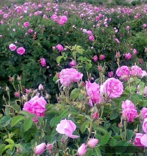 دانلود آهنگ آینده رو میکِشیم واضح نمیخوایم کوبیسم همه چی برابر همه چی مساوی دن و سیجل