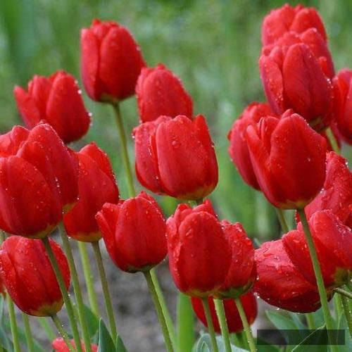 دانلود آهنگ من هنوز همونم گل رزی جلوی تفنگا دنبال یه رگ سالم تو تن سرنگا هیپهاپولوژیست و کاگان