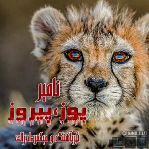 دانلود آهنگ یوز و پیروز نامیر