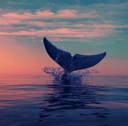 دانلود آهنگ دخی دخی رو مخی خوبه که نیستی هیچ پخی دنبال اوسی و مسی ناشناس