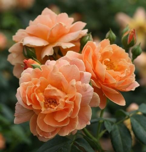 دانلود آهنگ تو دستمو محکم بگیر اگه نباشی من بگم عشقم به کی یه چی مونده توی دلم عرفان ابرا