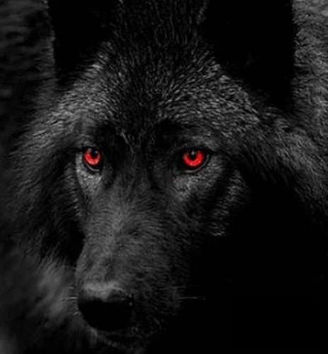 دانلود آهنگ من گرگ سیاه خانوادمم پشت سرم و باعث خجالتم ولی سمت جلو و با یه باورم مهراد هیدن