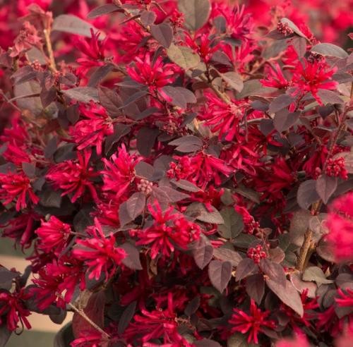 دانلود آهنگ نکن نپوشی پیرهنه بیا بچسب چفت به تنم بوسه زن بر گردنم اشکان عرب