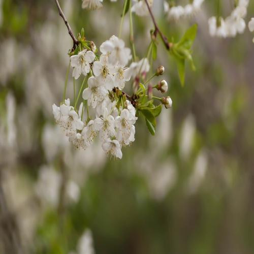 دانلود آهنگ شاید بهت گفتم برو دوتا راه داری جلوت 