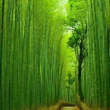 دانلود آهنگ بگو یارم هستی یا نه دلدارم هستی یا نه جانم هستی یا نه 