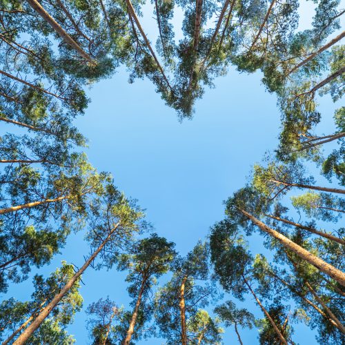 دانلود آهنگ نیروانا رضا پیشرو