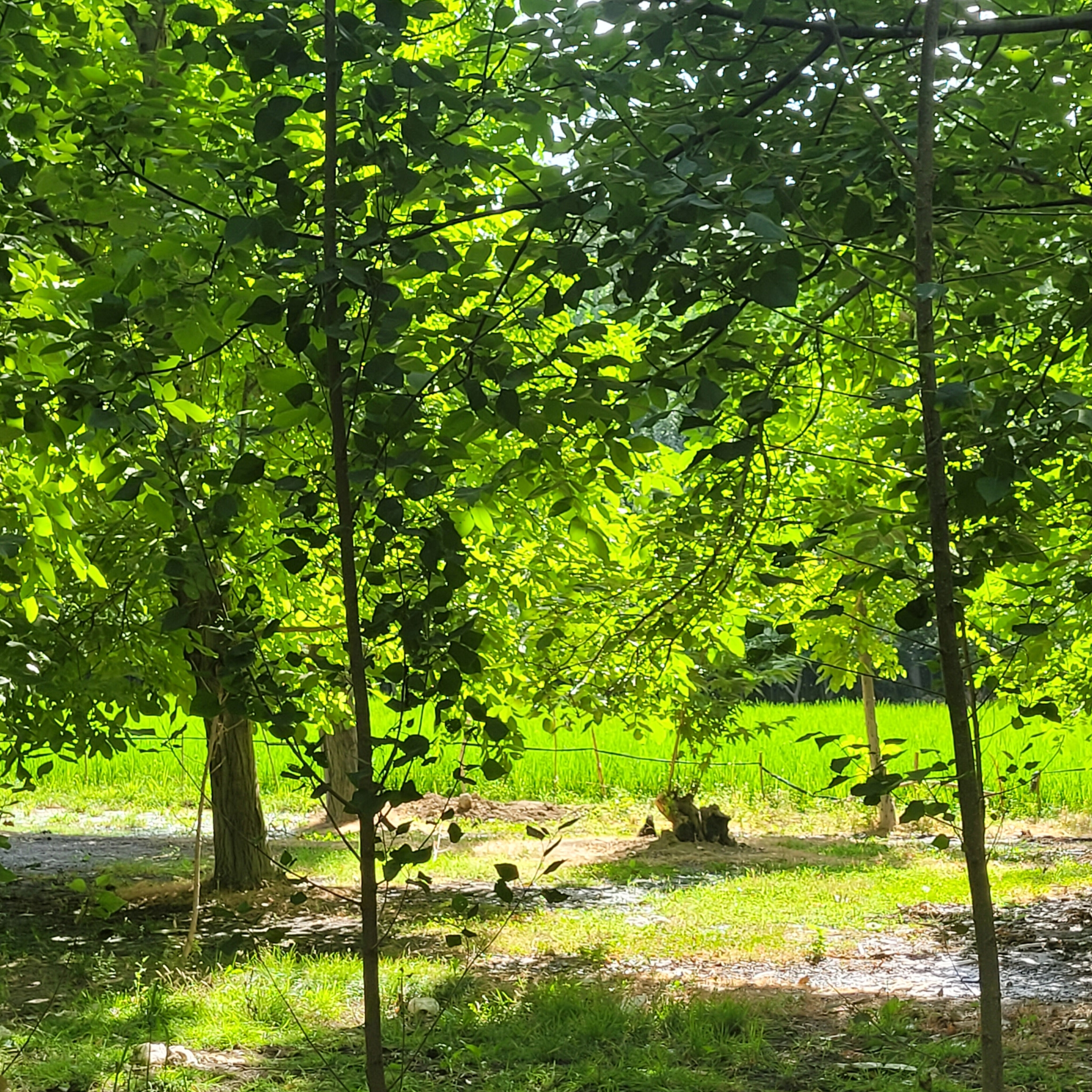 دانلود آهنگ توی دریای عشق تو چرا غرقم