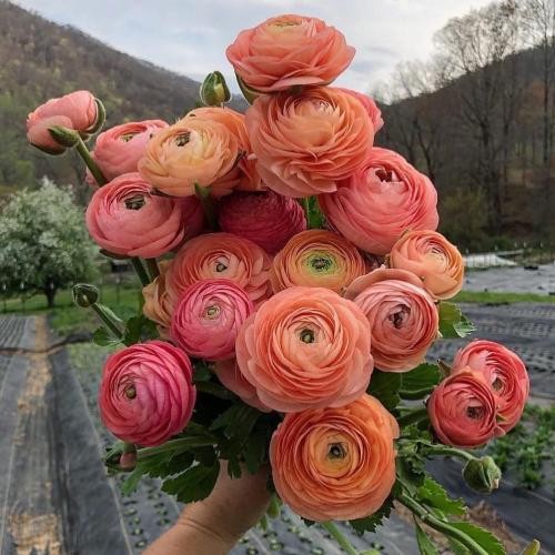 دانلود آهنگ کله زمین دل بستن بهش  افتخار شد هر لبخندش صادق و احسان هخامنش 