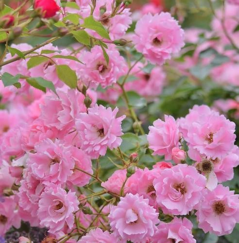 دانلود آهنگ هدف اینه تامینش بکنم عقیده مو هر چی آدم بیشتر باشه زودتر عقیقتو سزاوار