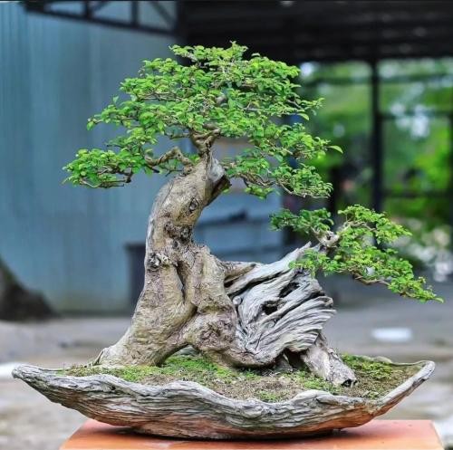 دانلود آهنگ توی این جنگل قانون مرده همه چی رنگ جنون داره جنون محسن چاوشی