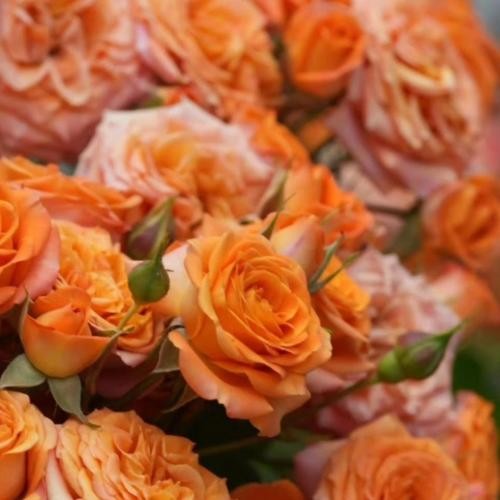 دانلود آهنگ پروانه ها با من همه قهر کردن تا تو بیای تا تو بیای تا تو بیای کوروش و سوگند