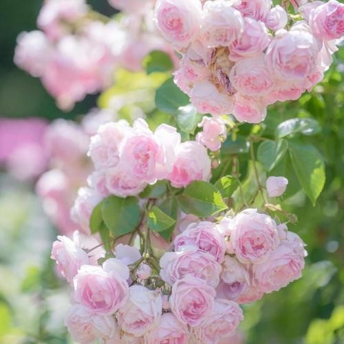 دانلود آهنگ قلبی که شکتم نیست خیالیو روزا خوابم شده شب بیداریو ممزی