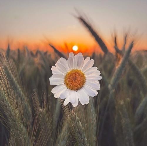 دانلود آهنگ همه ی رویاهام با تو خیالی بود همه شبام تک و تنها تا صبح بیداری بود علی صدر 