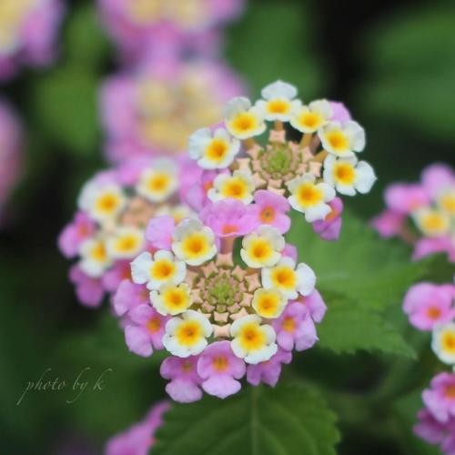 دانلود آهنگ میگه چشم هات به من توام میخوای همون چیزی که میخوام کلاره