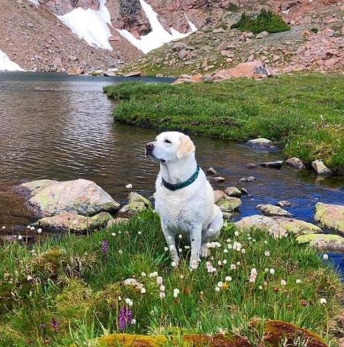 دانلود آهنگ چاقوی قلبمو تیز میکنم روی سنگ میکشم خالص 