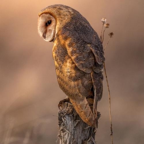 دانلود آهنگ حبیبی توئرک توئرک توئرک حیاتی توئرک توئرک توئرک  سینات