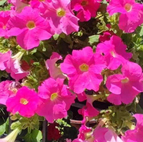 دانلود آهنگ ساقیا ساقیا با دل ما راه بیا پیک هارو سنگین بریز مازیار فلاحی 