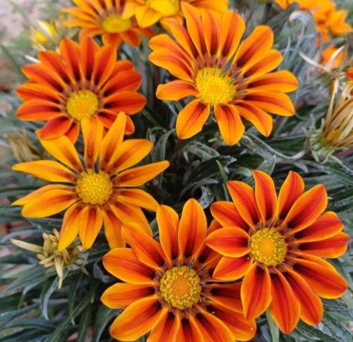 دانلود آهنگ جلو من نبوده فرصت زیاد آره قاتی نکن منو با این دولتیا چرسی و تی ام بکس