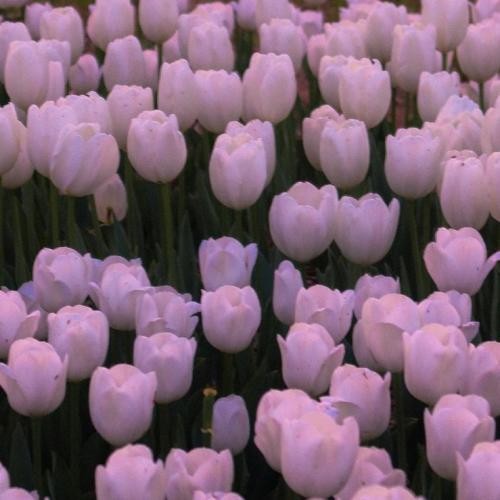 دانلود آهنگ میگن دنیا نمیشه کاراش با اما اگر همه دلخوش آینده ولی در حال درجا زدن  امیر ریبار