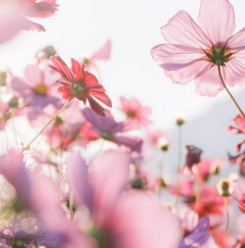 دانلود آهنگ وقتی برگشتی با من از فردا بگو از دشت پروانه ها بگو کوروش و سوگند