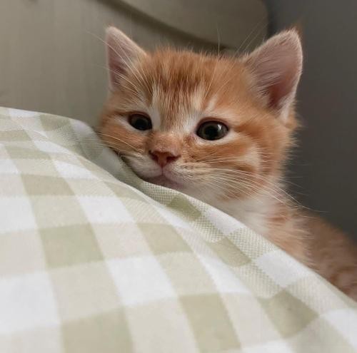 دانلود آهنگ بزار بگم به فارسی شاید دلو ببازی ولی نمیتونی از من هر چی بسازی رانا منصور و جیدال 