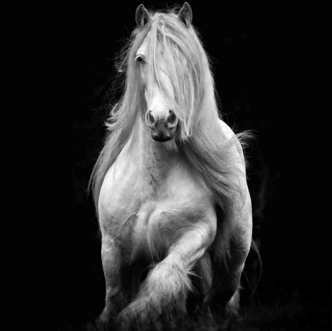 دانلود آهنگ لشه لشه لش واو کف شهر با یه کف کج خدیو و آرمین دابل ای